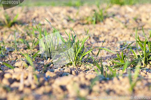 Image of field with young wheat