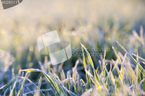 Image of green wheat, frost