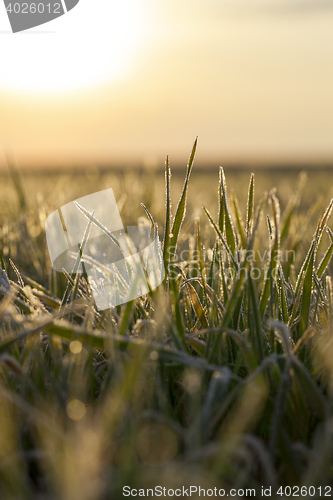 Image of young grass plants, close-up