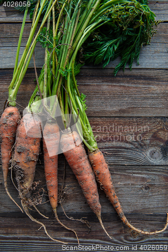 Image of Bunch of orange carrots fresh with dirt on old rustic wood background