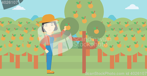 Image of Farmer collecting oranges vector illustration.