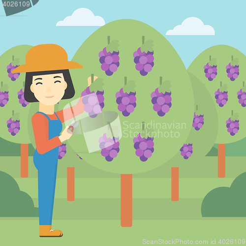 Image of Farmer collecting grapes vector illustration.