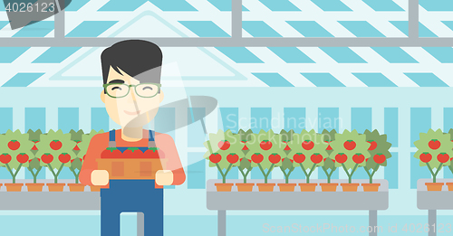 Image of Farmer collecting tomatos vector illustration.