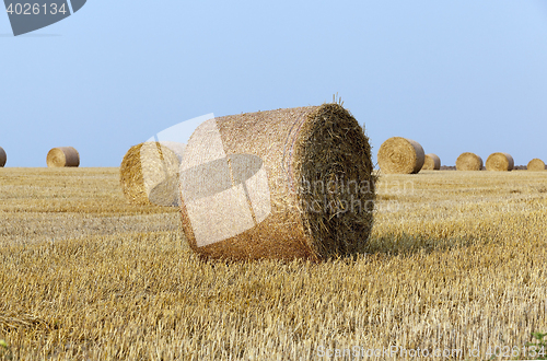 Image of haystacks in a field of straw