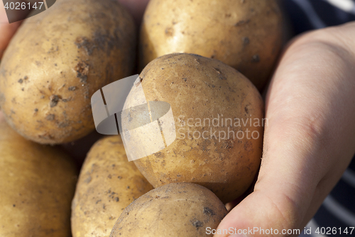Image of Potatoes in hand