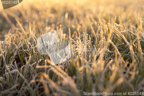 Image of frost on the wheat