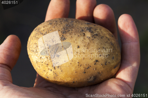 Image of Potatoes in hand