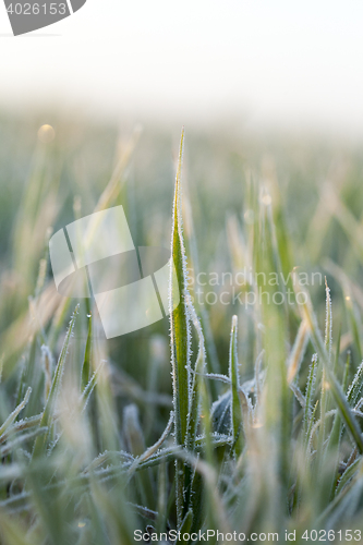 Image of wheat during frost