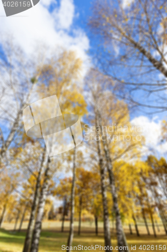 Image of birch tree in autumn