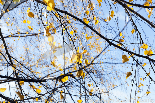 Image of birch tree in autumn