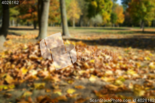 Image of autumn in the park