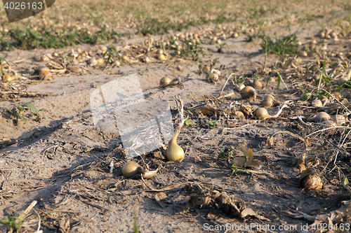 Image of Harvesting onion field