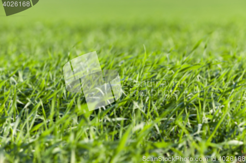 Image of young grass plants, close-up