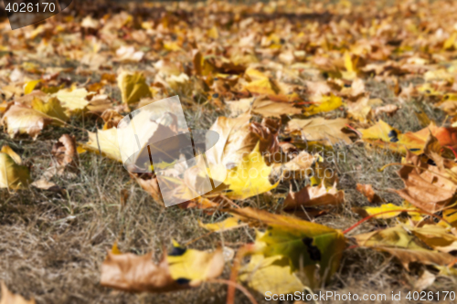 Image of autumn in the park