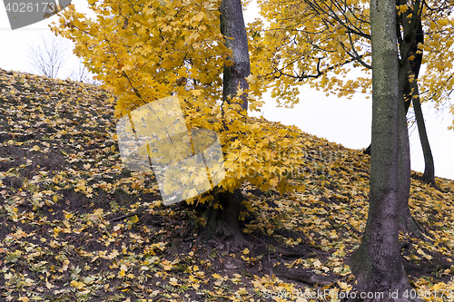 Image of yellowing leaves on the trees