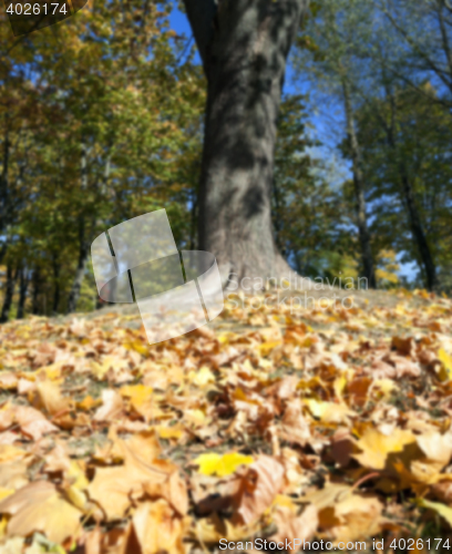 Image of autumn in the park