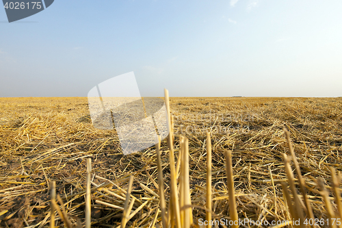 Image of Field after harvest