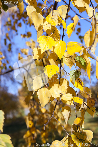 Image of yellow foliage, autumn