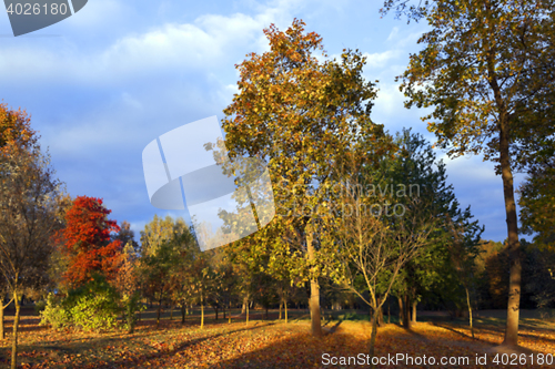 Image of autumn in the park