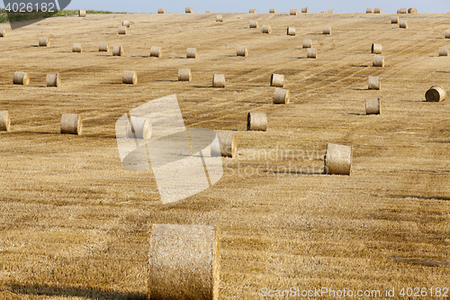 Image of harvest of cereals