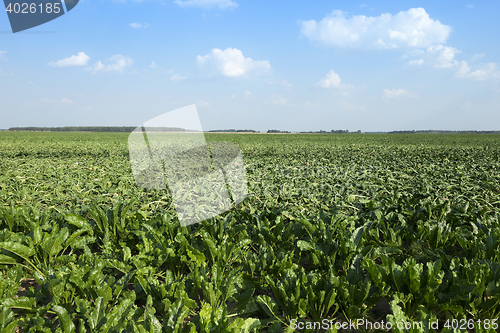 Image of faded sugar cane