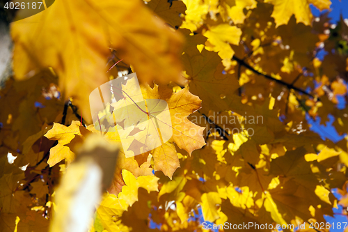 Image of yellowed maple leaves