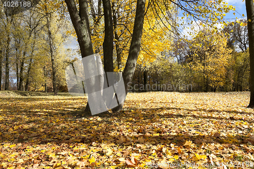 Image of The fallen to the ground.