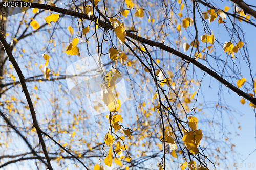 Image of yellow foliage, autumn