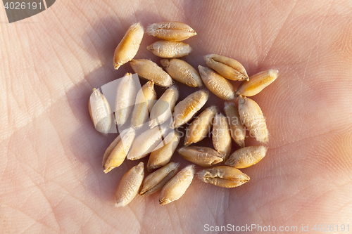Image of Wheat grain in hand