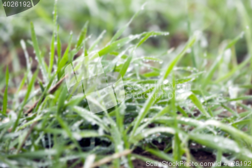 Image of young grass plants, close-up