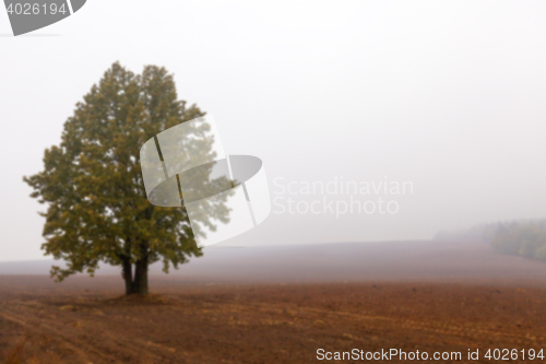 Image of tree in the field, autumn