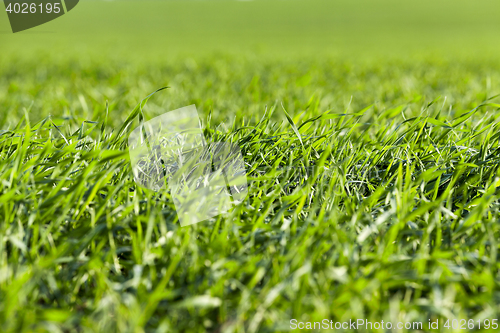 Image of young grass plants, close-up