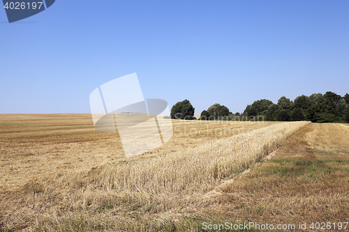 Image of band with wheat