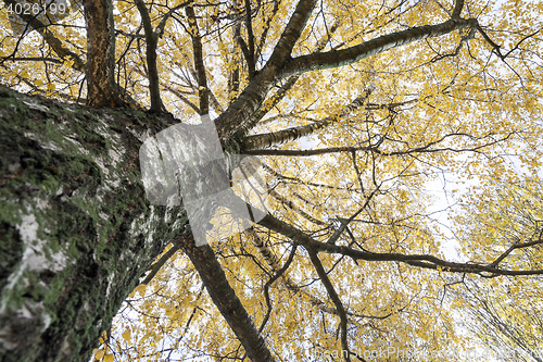 Image of birch trees in autumn