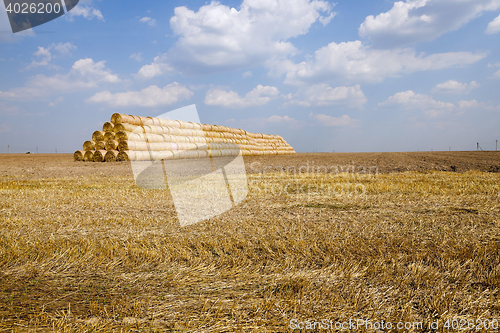 Image of ripe yellow cereals