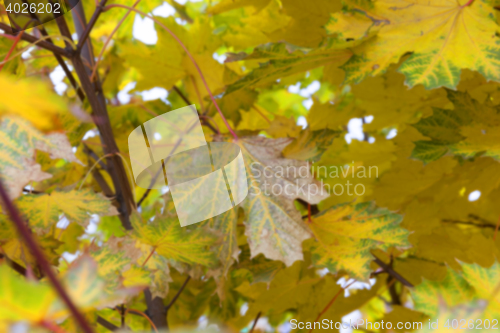 Image of autumn in the park