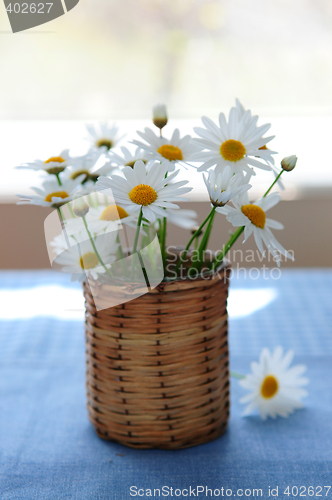 Image of Morning daisies