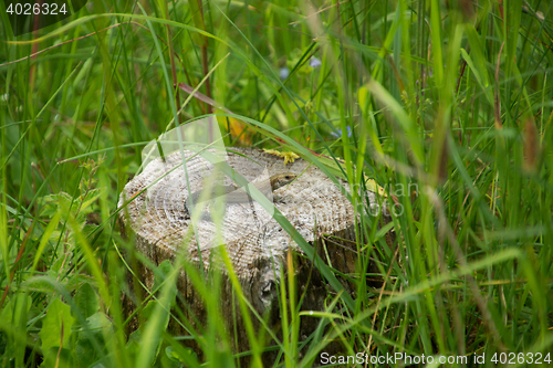 Image of Lizard on a Stump