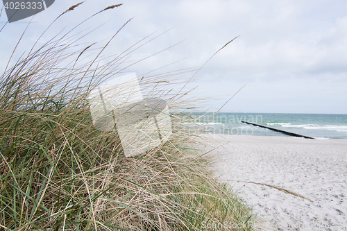 Image of Groyne in Zingst, Darss, Germany