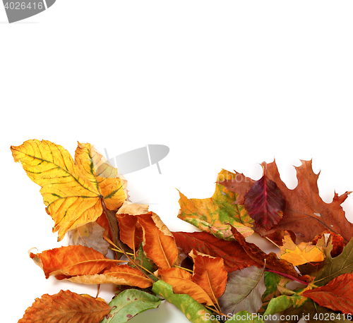 Image of Multicolor autumn dry leafs