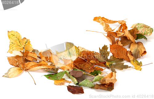 Image of Autumn dried leafs isolated on white 