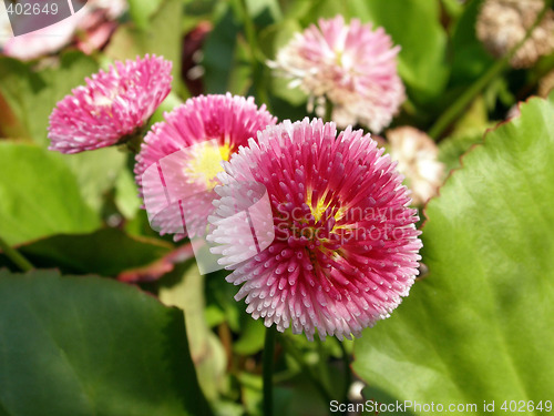Image of bellis