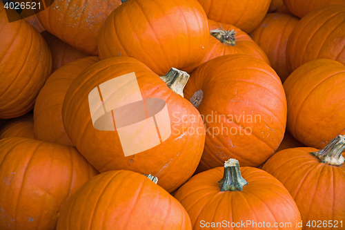 Image of Pumpkin in Autumn