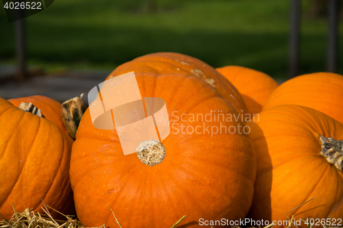 Image of Pumpkin in Autumn