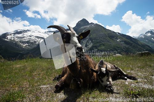 Image of Goat at the Kölnbrein Dam, Carinthia, Austria