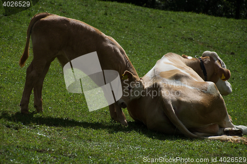 Image of Cows in Carinthia, Austria