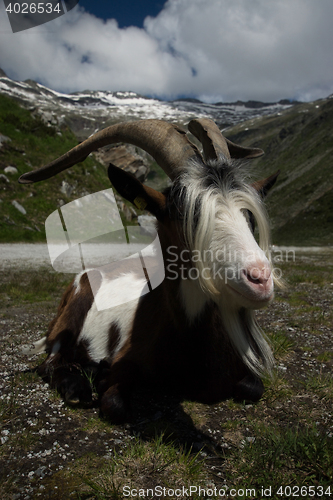 Image of Goat at the Kölnbrein Dam, Carinthia, Austria