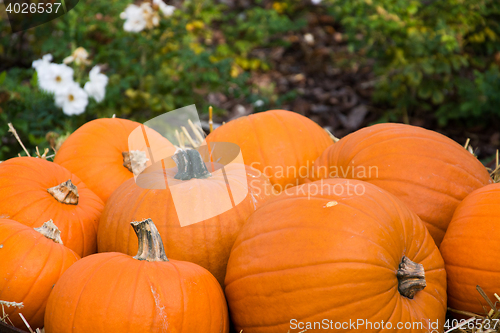 Image of Pumpkin in Autumn