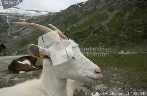 Image of Goat at the Kölnbrein Dam, Carinthia, Austria