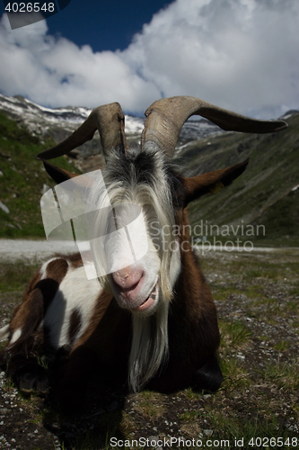 Image of Goat at the Kölnbrein Dam, Carinthia, Austria